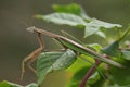 A giant Preying Mantis on a green leaf stem.