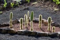 Giant Prickly Pear Cactus 833399