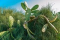 Giant Prickly Pear cactus close-up against clear blue sky Royalty Free Stock Photo