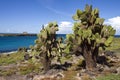 Giant Prickly Pear Cactus - Galapagos Islands - Ecuador