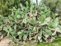 A giant prickly pear cactus growing among trees. Cactus leaves are disfigured by vandals signs Royalty Free Stock Photo