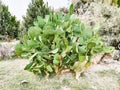 A giant prickly pear cactus growing among trees. Cactus leaves are disfigured by vandals signs Royalty Free Stock Photo