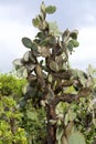 Giant Prickly Pear Cactus 833424