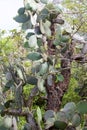 Giant Prickly Pear Cactus 833426