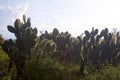 Giant Prickly Pear 833335