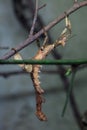 Giant prickly stick insect (Extatosoma tiaratum).