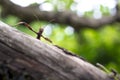 Giant prickly stick insect on a tree Royalty Free Stock Photo