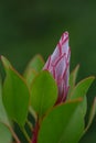 King Protea cynaroides, budding flower Royalty Free Stock Photo