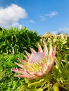 Giant Protea, under the blue sky under the sky. Royalty Free Stock Photo