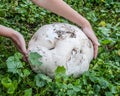 Giant puffball is edible and medicinal mushroom