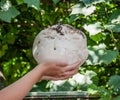 Giant puffball is edible and medicinal mushroom