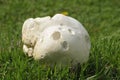 Giant Puffball Fungi