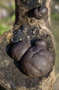 Giant Puffball Fungi