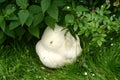 Giant puffball fungus