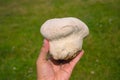 Giant puffball fungus growing in grassland Royalty Free Stock Photo