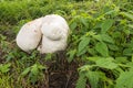 Giant puffball growing among the nettles