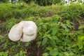 Giant puffball growing on the slope of a