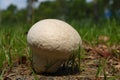 Giant puffball mushroom