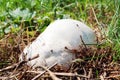 Giant puffball mushroom