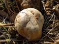 Giant puffball mushroom on forest floor with ladybug at fall Royalty Free Stock Photo