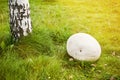 Giant puffball mushroom in forest