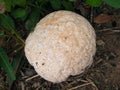 Giant puffball mushroom