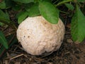 Giant puffball mushroom