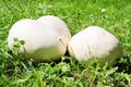 Giant puffball mushrooms