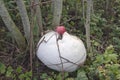 Giant puffball mushrooms Langermannia gigantea and apple