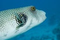 Giant Pufferfish Royalty Free Stock Photo