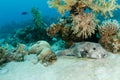 Giant Pufferfish