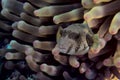 Giant pufferfish and Actiniaria