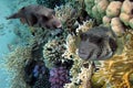 Giant pufferfish and Coral Reef