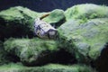 Giant pufferfish Royalty Free Stock Photo