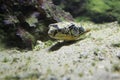 Giant pufferfish Royalty Free Stock Photo