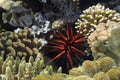 Giant pufferfish and Red Sea Urchin