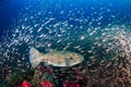 Giant Pufferfish surrounded by tropical fish on a coral reef