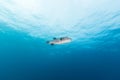 The Giant Pufferfish Royalty Free Stock Photo