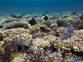 A giant pufferfish on a tropical coral reef