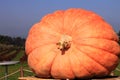 Giant pumpkin Royalty Free Stock Photo