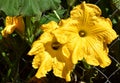 Giant pumpkin blossoms sticking out in garden fence. Royalty Free Stock Photo