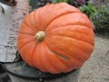 Giant pumpkin display with gourds surrounding it.