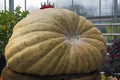 Giant pumpkin at the exhibition.