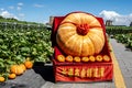 Giant Pumpkin - Exhibits of the 19th China Changchun International Agricultural Expo