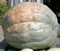 Giant pumpkin Royalty Free Stock Photo