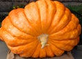 Giant pumpkin is a gourd-like squash of the family Cucurbitaceae Royalty Free Stock Photo