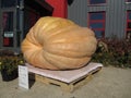 Giant Pumpkin Royalty Free Stock Photo