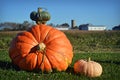 Giant Pumpkin