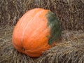 Giant Pumpkins on rice paddies.