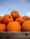 Giant pumpkins on blue sky